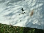 DSC00932.jpg
